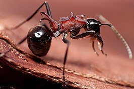 Polyrhachis lamellidens