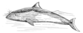 Porpoise 2 (PSF).png