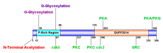 Predicted Post-Translational Modifications and Domains of UPF0575 C19orf67. Post mods.tif
