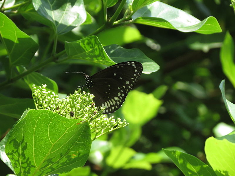 File:Premna serratifolia 21.JPG