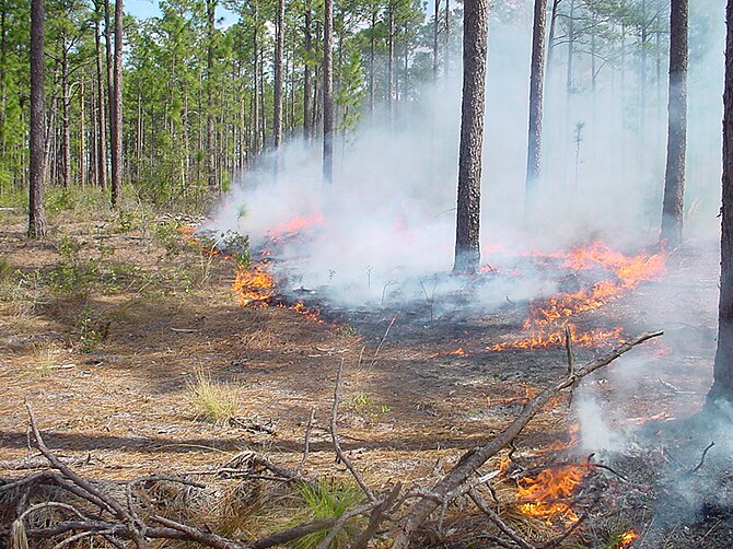 English: Prescribed Burning at "Addie Bar...