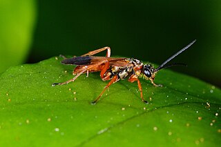 <i>Priocnemis conformis</i> Species of pepsine spider wasp