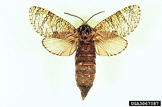 <i>Prionoxystus macmurtrei</i> Species of moth