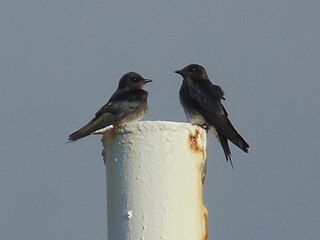 <span class="mw-page-title-main">Cuban martin</span> Species of bird