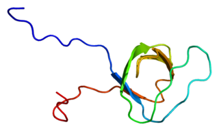 <span class="mw-page-title-main">Intersectin 2</span> Gene of the species Homo sapiens