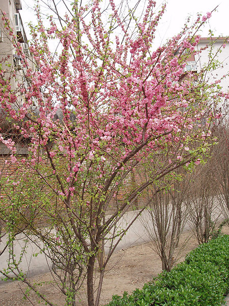 File:PrunusPersica3.jpg