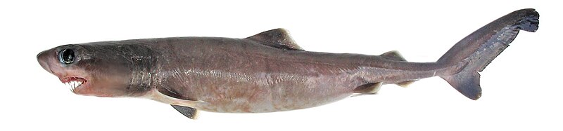 File:Pseudocarcharias kamoharai Fishes of Australia.jpg