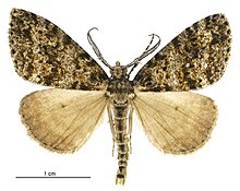 Pseudocoremia monacha male.jpg