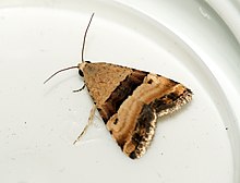 Pseudozarba bipartita (4990107695) .jpg