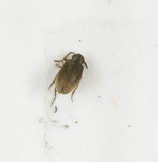 <i>Ptinus tectus</i> Species of beetle