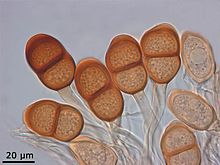 Puccinia asparagi.jpg