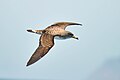 * Nomination Cory's shearwater in Galite island, Tunisia. By User:Houssembo --TOUMOU 07:43, 27 May 2024 (UTC) * Promotion  Support Good quality. --Ermell 19:29, 31 May 2024 (UTC)