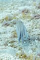 * Nomination Common octopus (Octopus vulgaris), Teno-Rasca marine strip, Tenerife, Spain --Poco a poco 13:45, 1 June 2022 (UTC) * Promotion  Support Good quality. --Ermell 19:10, 1 June 2022 (UTC)