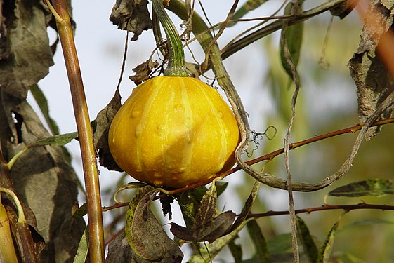 yellow pumpkin