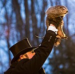 La marmotte Phil lors du jour de la marmotte de Punxsutawney en 2018.