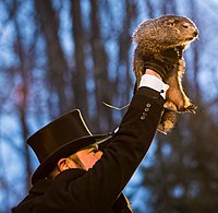 Punxsutawney Phil