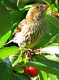 Thumbnail for File:Purple-Finch-female-Oregon.jpg