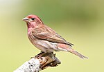 Thumbnail for File:Purple Finch 3144m.jpg