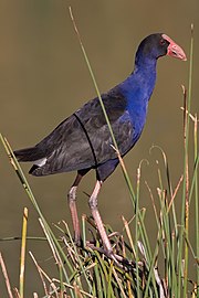 Purple swamphen: perhaps the symbol bird of Arrocampo reservoir Purple Swamphen - Pukeko02.jpg