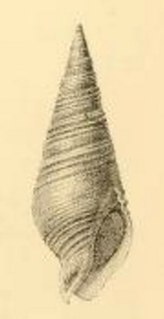 <i>Pusionella remorata</i> Species of gastropod