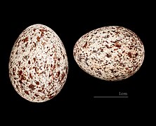 Pycnonotus barbatus (Common Bulbul) egg