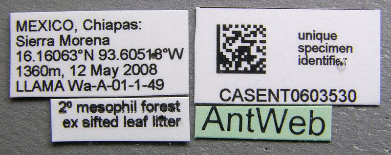 File:Pyramica turpis casent0603530 label 1.jpg