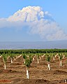 Pyrocumulus cloud produced by the Dixie Fire on July 22, 2021.