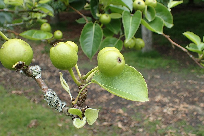 File:Pyrus pyrifolia kz04 'Shinseki'.jpg