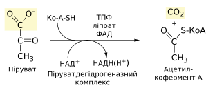 File:Pyruvate decarboxylation.svg