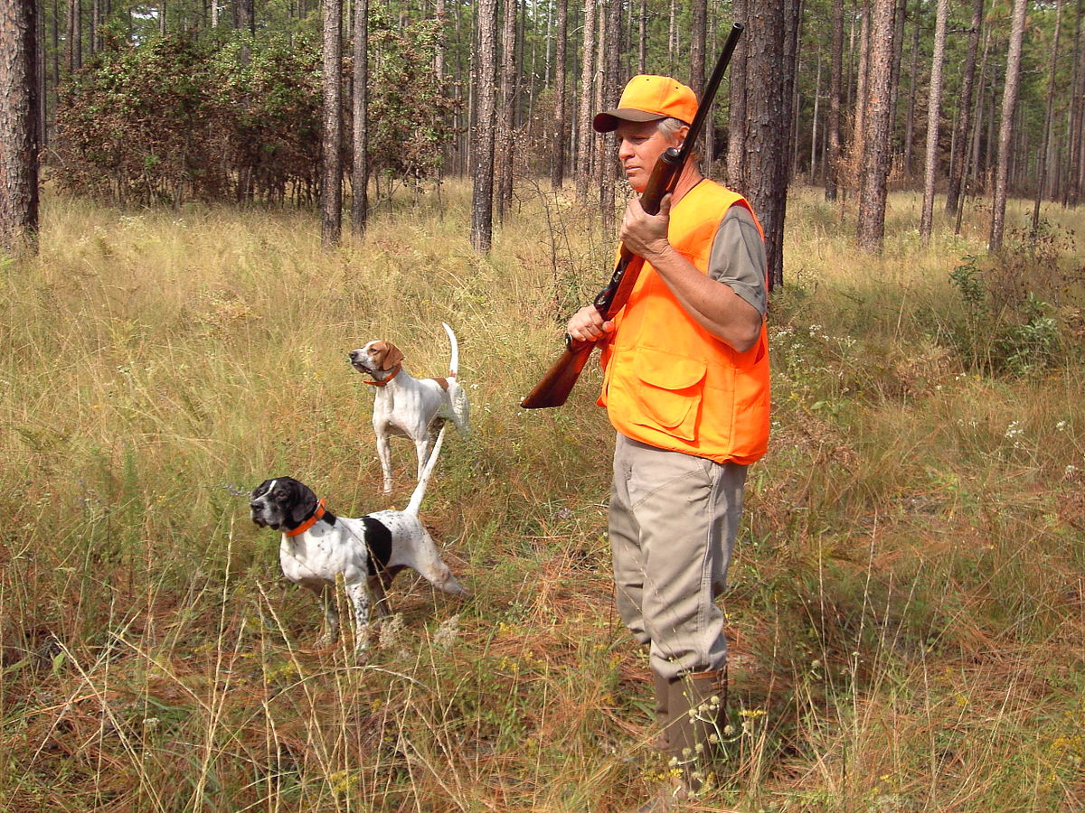 Cão de caça – Wikipédia, a enciclopédia livre
