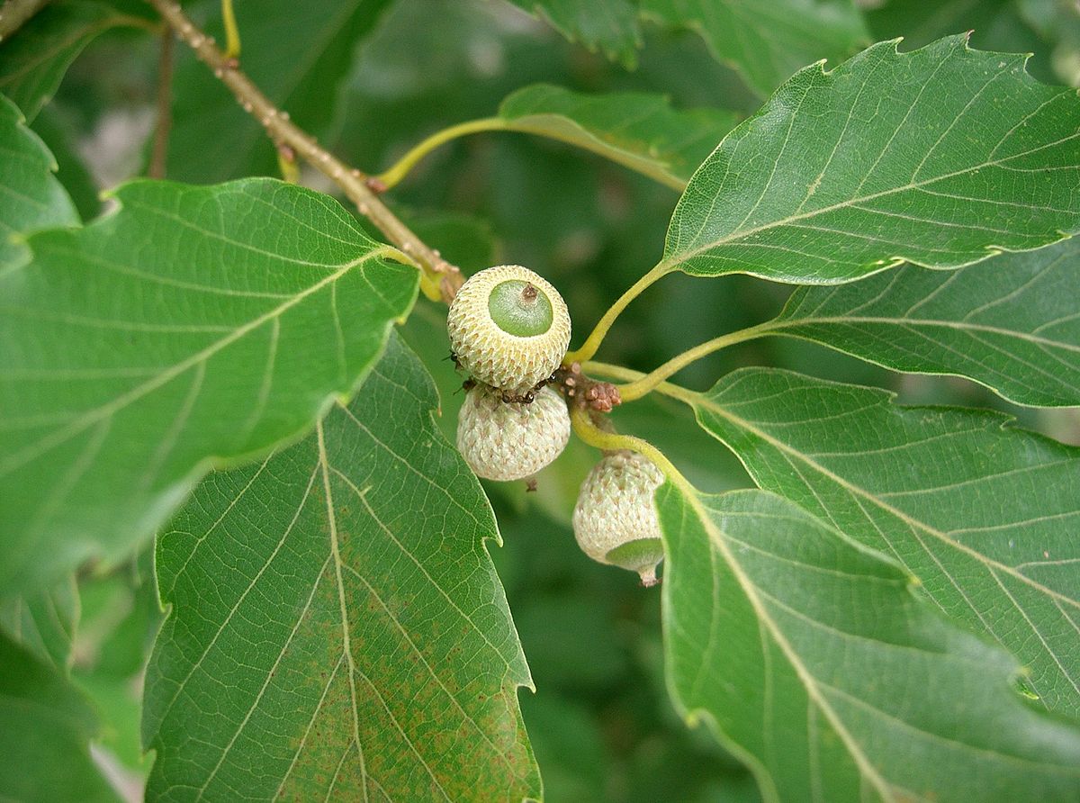 Quercus serrata соцветие