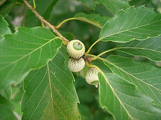 <i>Quercus serrata</i> Species of oak tree