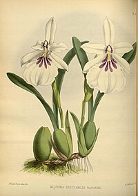 plate 164 Miltonia spectabilis var. radians Miltonia spectabilis