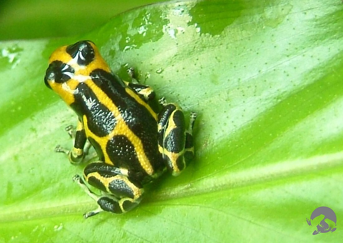 Ranitomeya