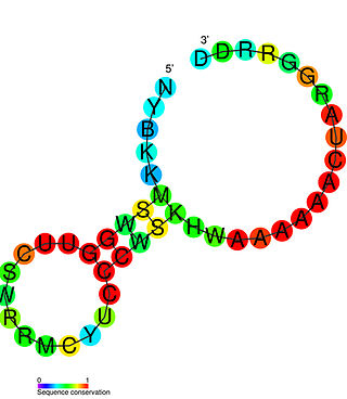 <span class="mw-page-title-main">PreQ1 riboswitch</span>