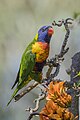 * Nomination Rainbow lorikeet (Trichoglossus moluccanus) --Charlesjsharp 09:07, 16 February 2024 (UTC) * Promotion  Support Good quality. --Plozessor 09:20, 16 February 2024 (UTC)