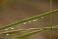 * Nomination Raindrops on a blade of grass. --Dschwen 16:49, 9 September 2009 (UTC) * Promotion  Comment Any idea what kind of grass it is? I mean, it is a beautiful picture with good quality but I think we have the policy that organisms should be identified. -Korall 21:02, 9 September 2009 (UTC) Uh oh... ...uhm.. ..the kind that grows on the shore of Lake Michigan? --Dschwen 21:47, 9 September 2009 (UTC) I'd tend to promote as the subject here is more the raindrops than the grass species. Lycaon 10:05, 10 September 2009 (UTC)