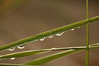 穀雨