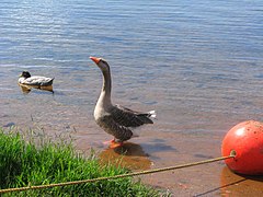 RanchoSecoDuck2010.jpg