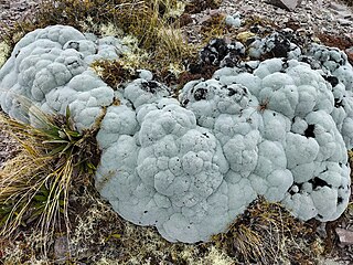 <i>Raoulia eximia</i> Species of flowering plant