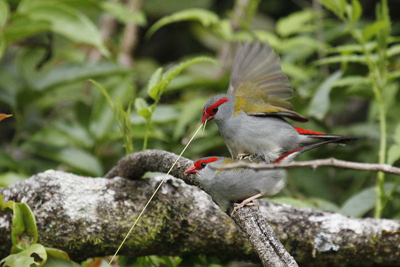 File:Red-browed finch mating.jpg