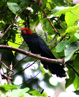 Rough-crested malkoha Species of bird