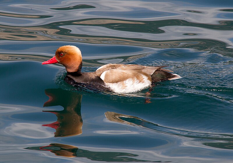 File:Red-crested Pochard 2 (14520114446).jpg