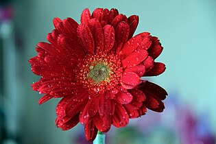 Gerbera