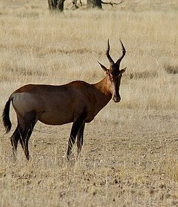 Galvijinė antilopė (Alcelaphus buselaphus)
