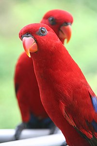 Red Lory (Eos bornea) Jurong Bird Park-3.jpg
