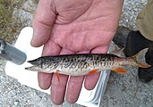 Esox americanus americanus (redfin pickerel), juvenile