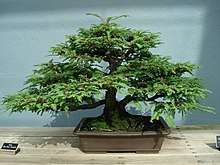 A bonsai redwood in the Brooklyn Botanic Garden's Bonsai Museum