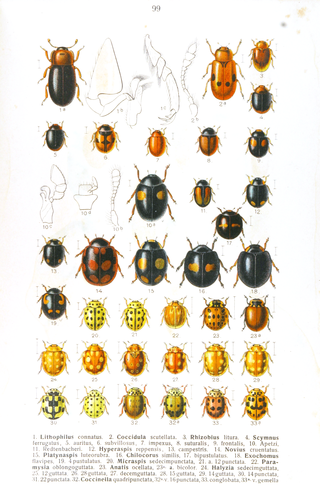 <i>Scymnus auritus</i> Species of beetle