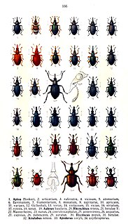 <i>Apion rufirostre</i> Species of beetle